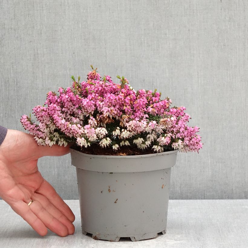 Spécimen de Bruyère des neiges - Erica carnea Rosalie Pot de 2L/3L tel que livré au printemps