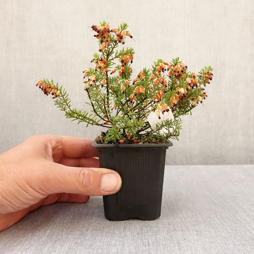 Spécimen de Bruyère des neiges - Erica carnea Snow Queen Godet de 8/9 cm tel que livré au printemps