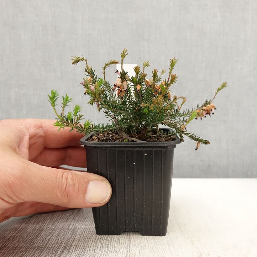 Spécimen de Bruyère des neiges - Erica carnea Springwood Pink Godet de 8/9 cm tel que livré au printemps
