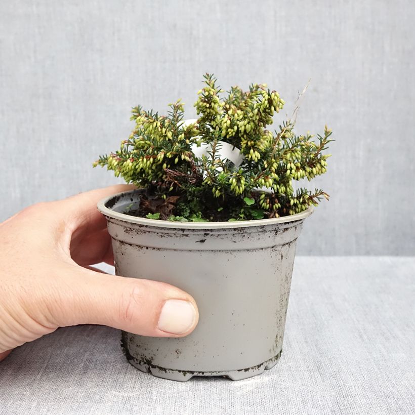 Spécimen de Bruyère des neiges - Erica carnea Winterfreude Pot de 12 cm / 13 cm tel que livré en automne