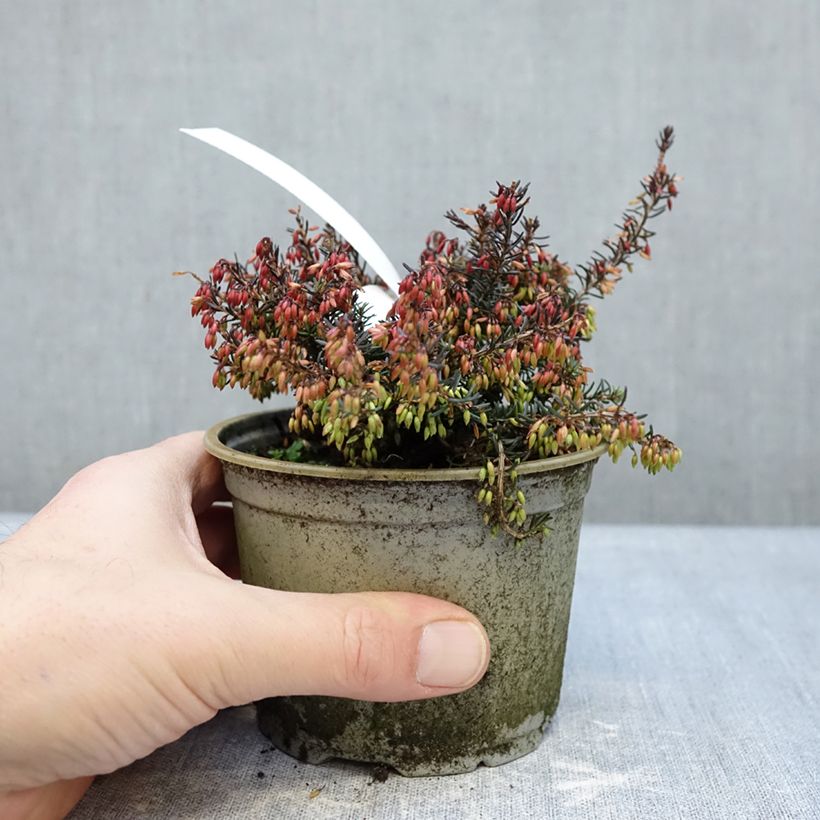 Spécimen de Bruyère des neiges - Erica carnea Wintersonne Pot de 12 cm / 13 cm tel que livré en hiver