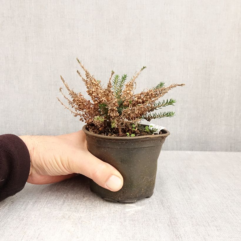 Spécimen de Bruyère vagabonde - Erica vagans Holden Pink Pot de 10 cm/11cm tel que livré en automne