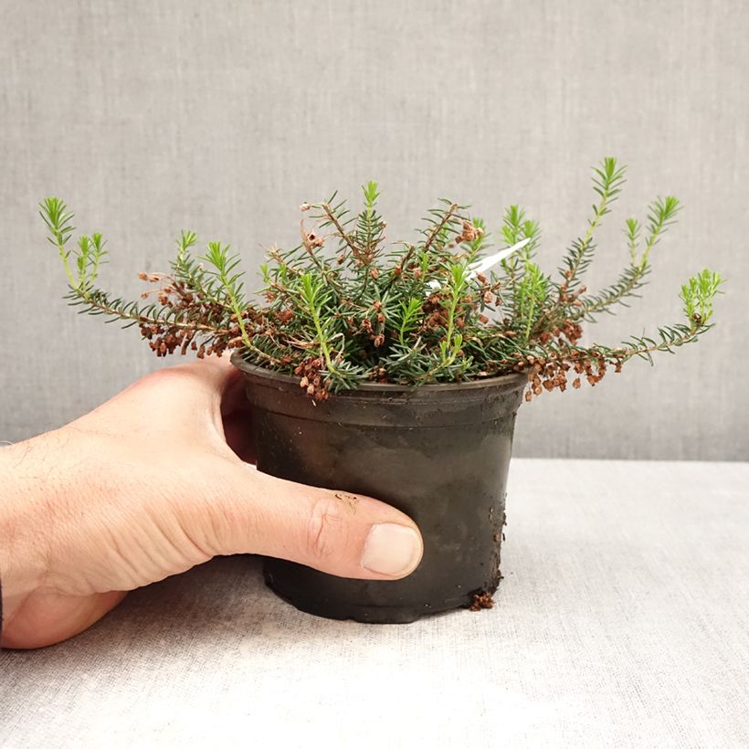 Spécimen de Bruyère vagabonde - Erica vagans Holden Pink Pot de 12 cm / 13 cm tel que livré au printemps