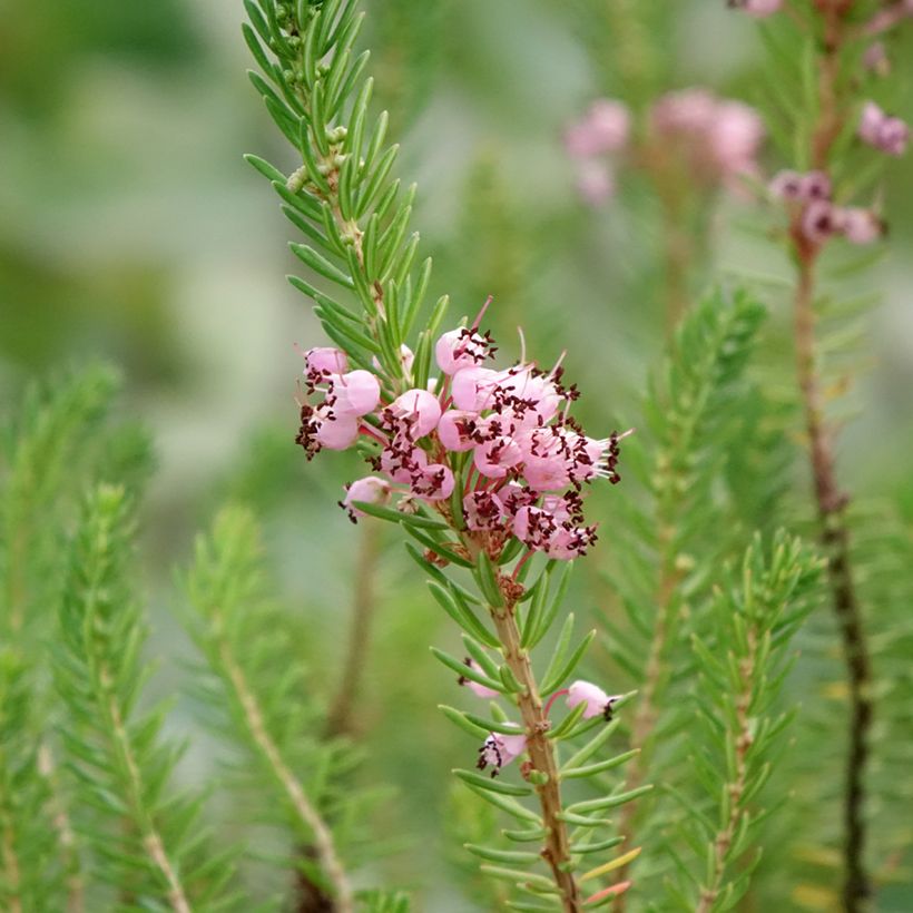 Bruyère vagabonde - Erica vagans Pyrenees Pink (Floraison)