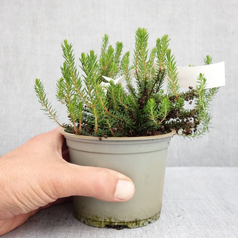 Spécimen de Bruyère vagabonde - Erica vagans Pyrenees Pink Pot de 12 cm / 13 cm tel que livré au printemps