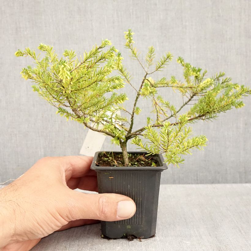 Spécimen de Bruyère vagabonde - Erica vagans White Rocket Godet de 8/9 cm tel que livré en automne