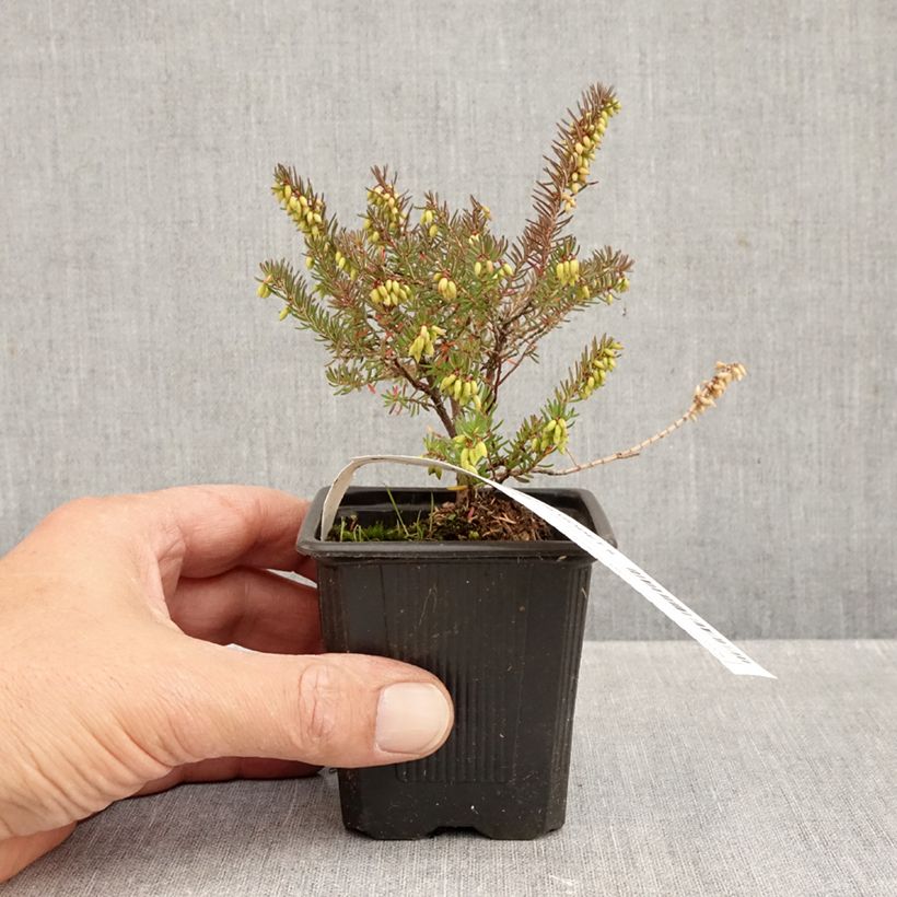 Spécimen de Bruyère Winter Belles Lucie - Erica (x) darleyensis Godet de 8/9 cm tel que livré en automne