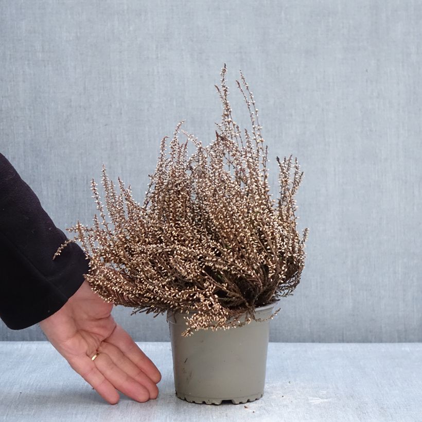 Spécimen de Bruyères d'été - Calluna Trio Girls Martina - Betty - Zelda Pot de 1L/1,5L tel que livré en hiver