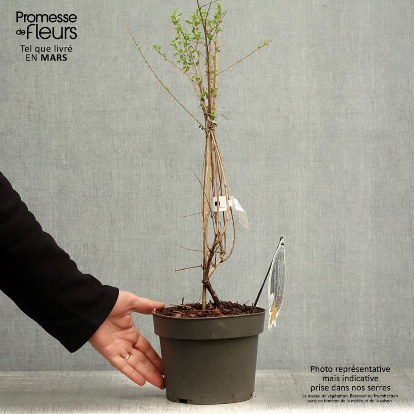 Example of Buddleia alternifolia - Arbre aux papillons Pot de 3L/4L as you get in printemps