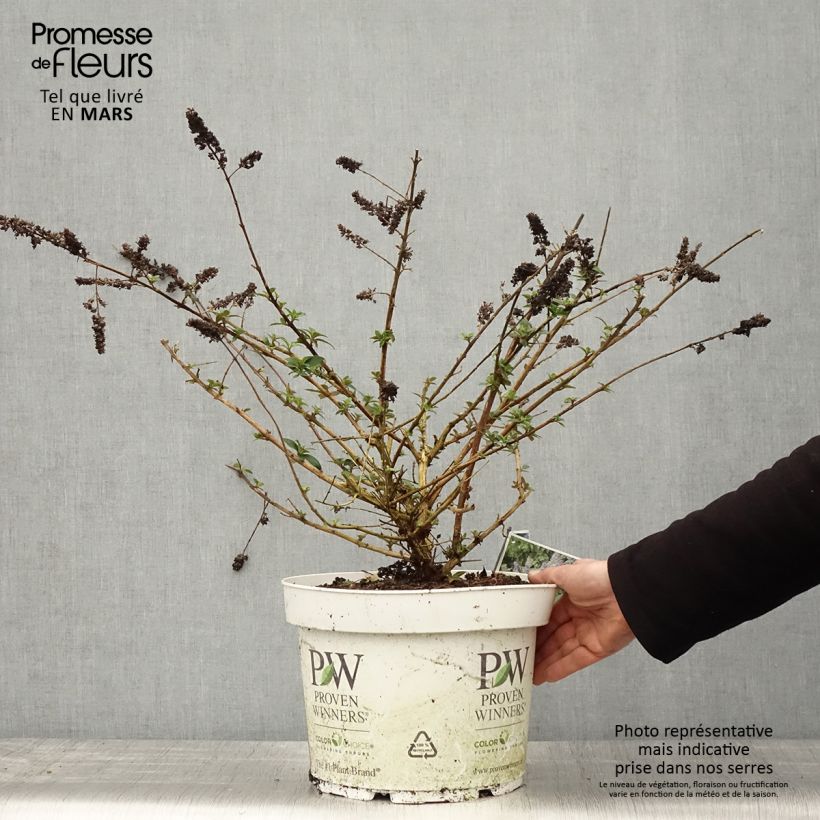 Spécimen de Buddleia Blue Chip - Arbre aux papillons nain Pot de 7,5L/10L tel que livré au printemps