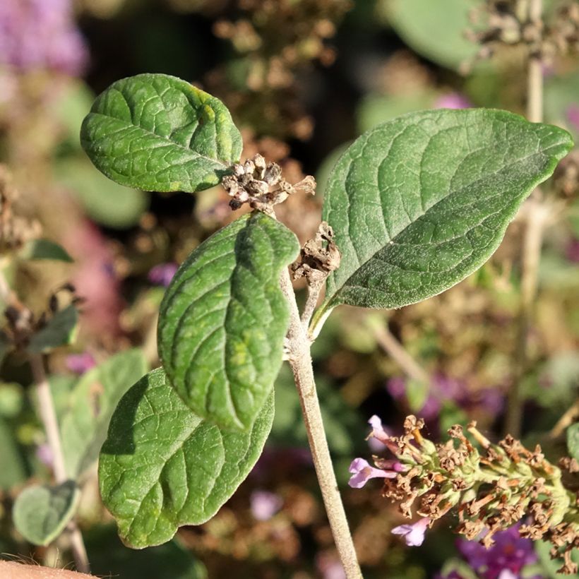 Buddleia Blue Chip Jr - Arbre aux papillons nain (Feuillage)