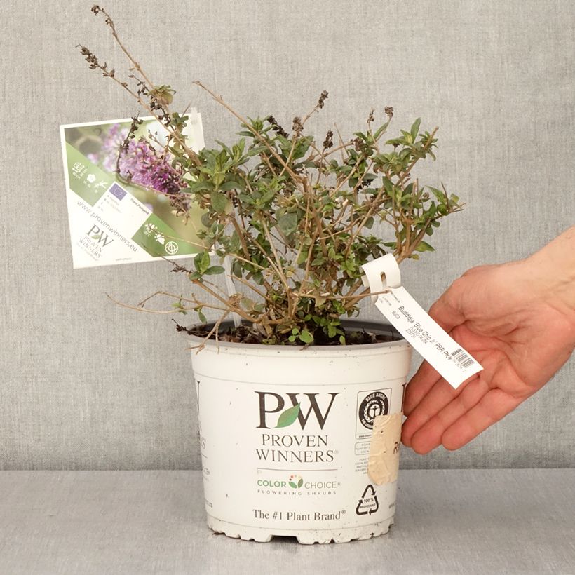 Spécimen de Buddleia Blue Chip Jr - Arbre aux papillons nain Pot de 2L/3L tel que livré au printemps