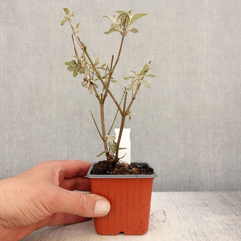 Spécimen de Buddleia davidii Adonis Blue, Arbre à papillons Godet de 8/9 cm tel que livré au printemps