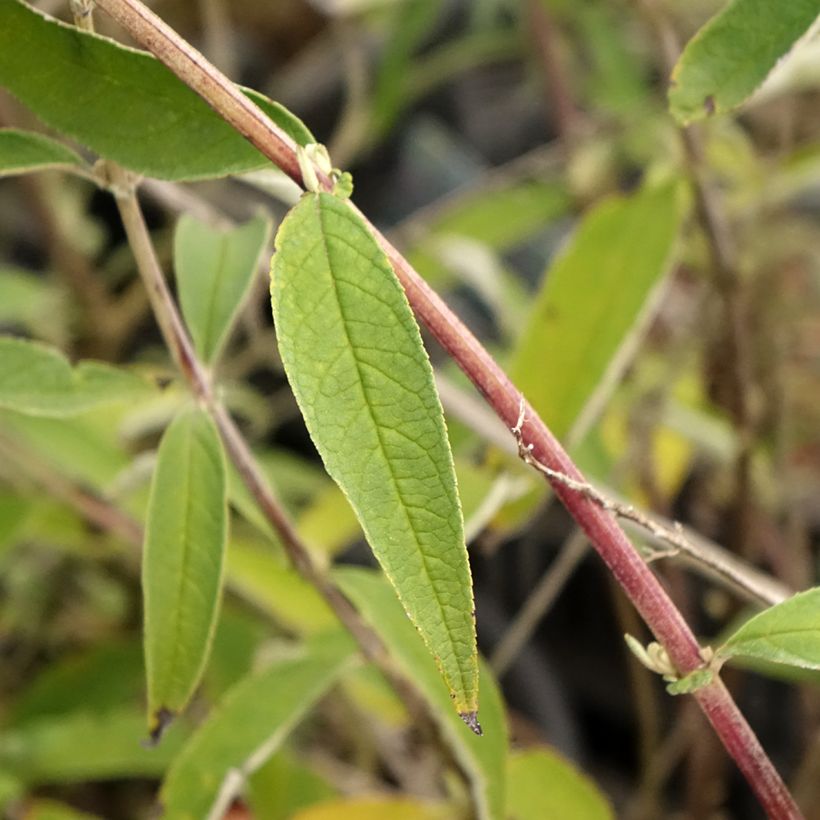 Buddleia davidii Black Knight - Arbre aux papillons (Foliage)