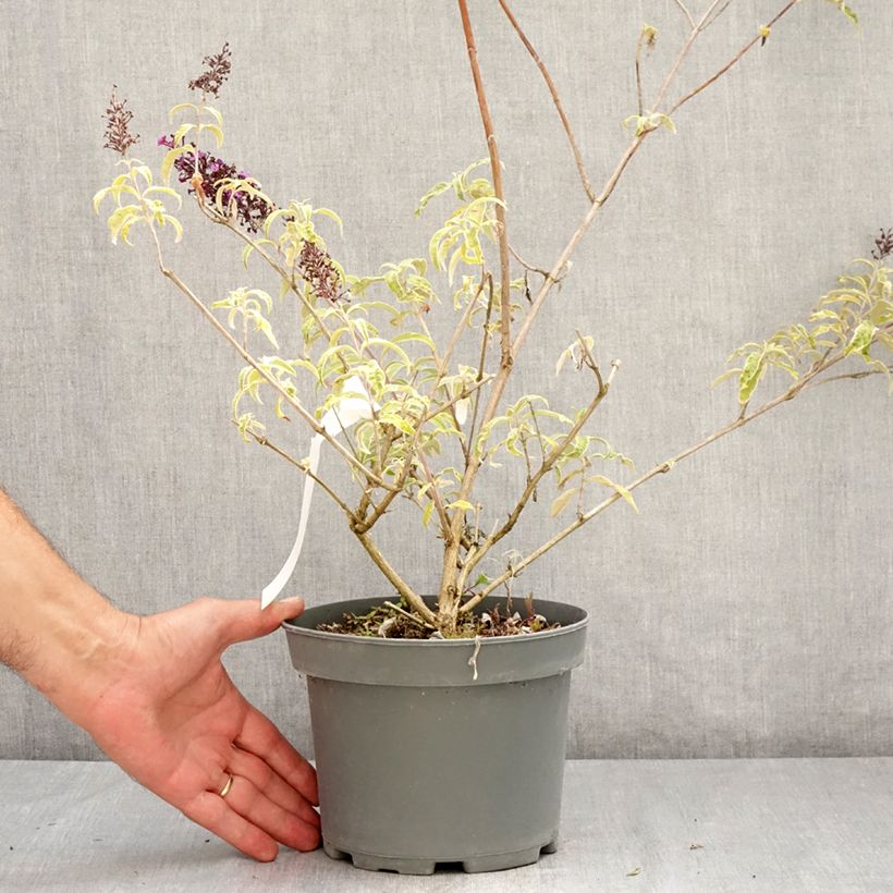 Spécimen de Buddleia davidii Harlequin - Arbre à papillons panaché Pot de 2L/3L tel que livré en été