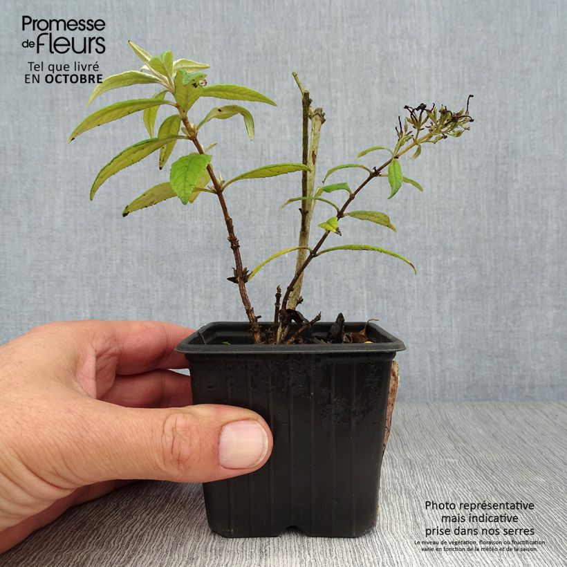 Spécimen de Buddleia davidii Pink Delight - Arbre aux papillons  Godet de 8/9 cm tel que livré en automne