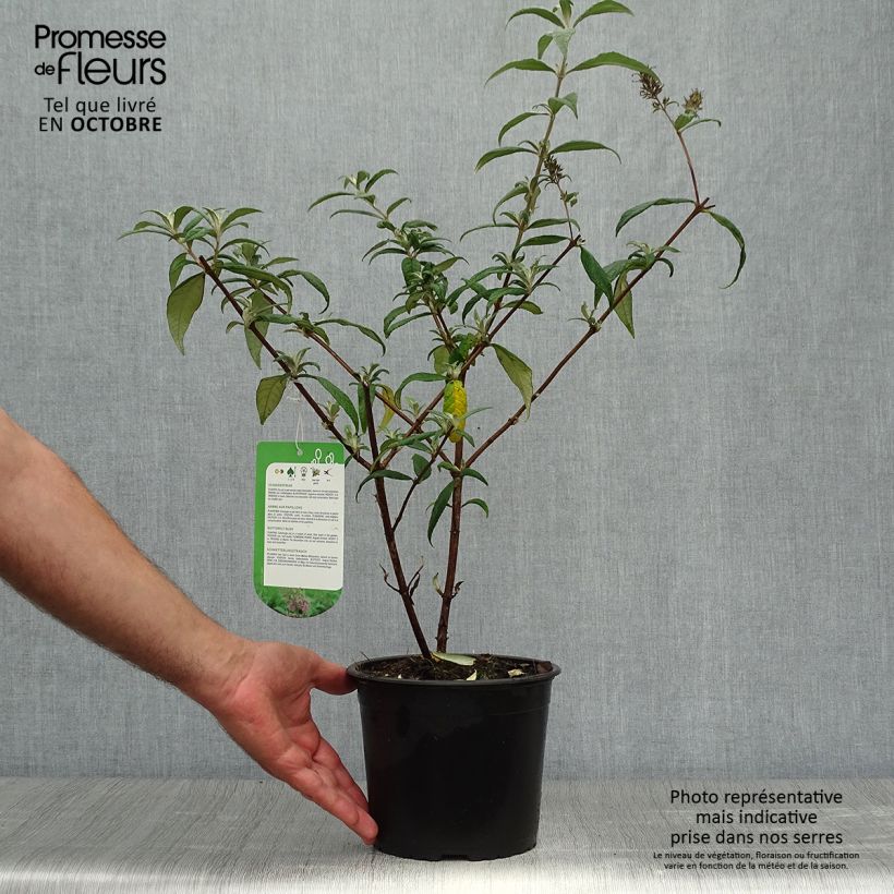 Spécimen de Buddleia davidii Pink Delight - Arbre aux papillons  Pot de 3L/4L tel que livré en automne