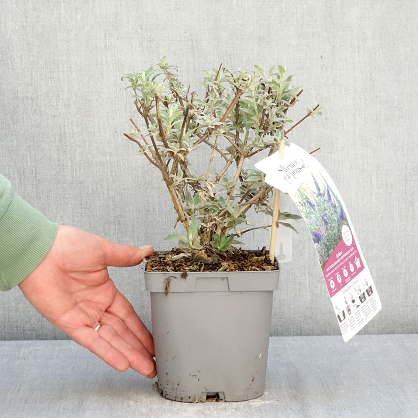 Spécimen de Buddleia davidii Rêve de Papillon Blue - Arbre aux papillons Pot de 2L/3L tel que livré en hiver