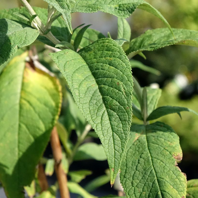 Buddleia davidii Rêve de Papillon Pink - Arbre aux papillons (Feuillage)