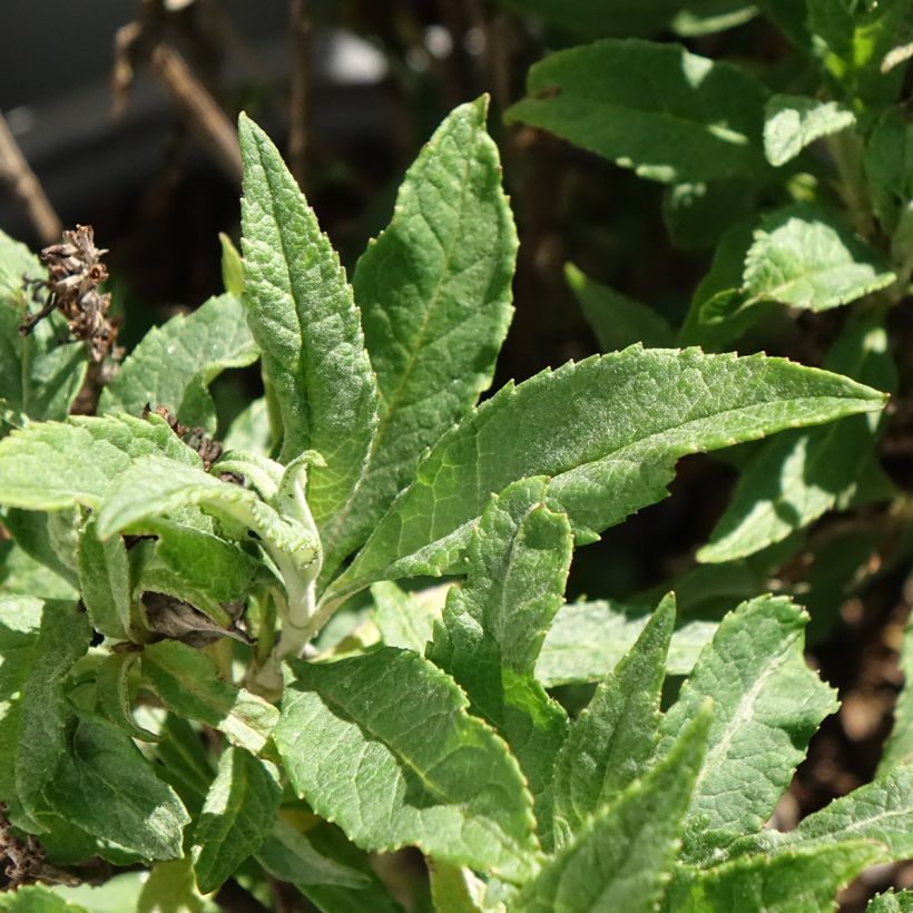 Buddleia davidii Tiny Buddy Deep Blue - Arbre aux papillons nain (Feuillage)