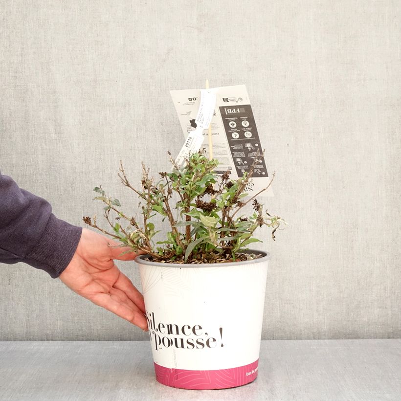 Spécimen de Buddleia davidii Tiny Buddy Deep Blue - Arbre aux papillons nain Pot de 4L/5L tel que livré au printemps