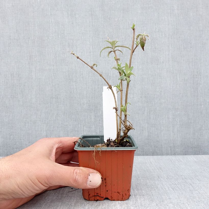 Spécimen de Buddleia davidii White Profusion - Arbre aux papillons Godet de 8/9 cm tel que livré au printemps