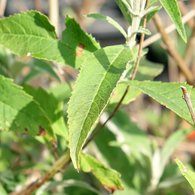 Buddleia davidii White Profusion - Arbre aux papillons (Feuillage)