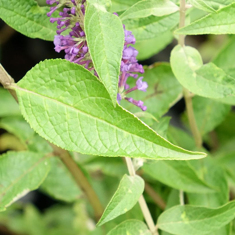 Buddleia Empire Blue - Arbre aux papillons (Feuillage)