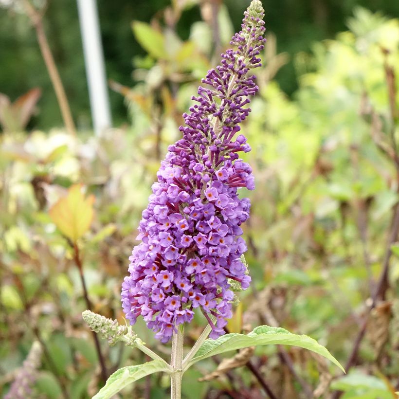 Buddleia Empire Blue - Arbre aux papillons (Floraison)