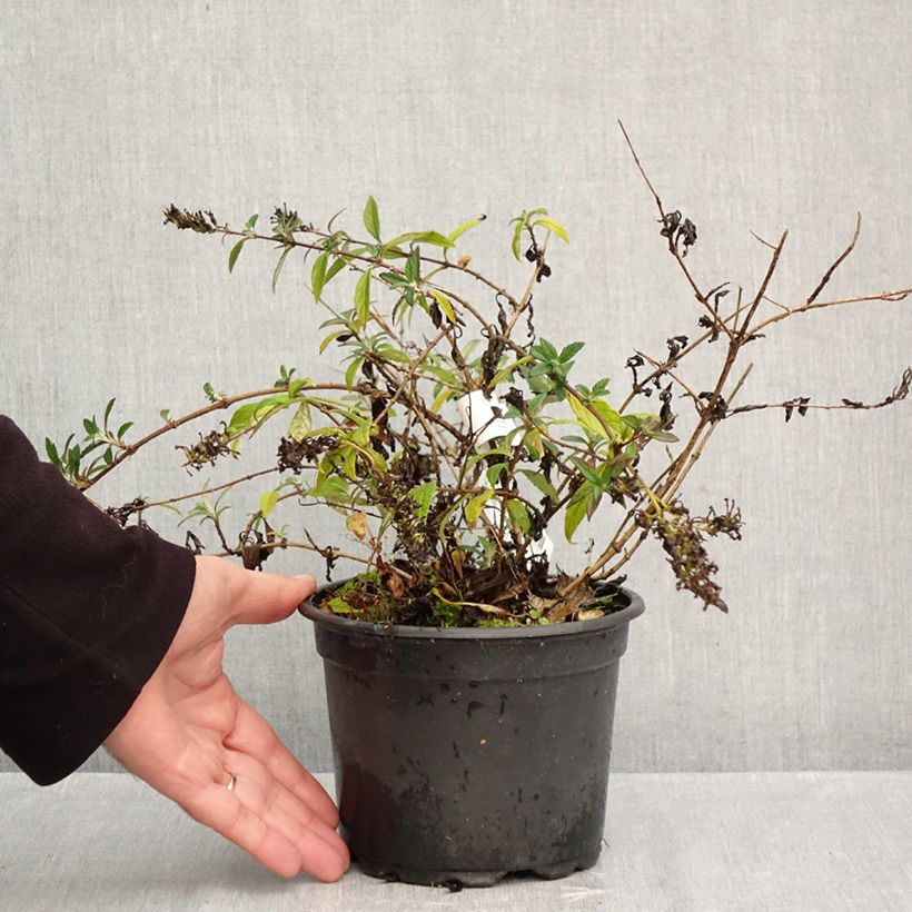 Spécimen de Buddleia Free Petite Lavender Flow - Arbre aux papillons Pot de 2L/3L tel que livré en automne