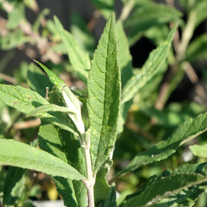 Buddleia Free Petite Lavender Flow - Arbre aux papillons (Feuillage)