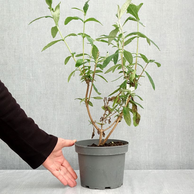 Spécimen de Buddleia globosa - Arbre à papillon à fleurs en boules Pot de 3L/4L tel que livré en automne