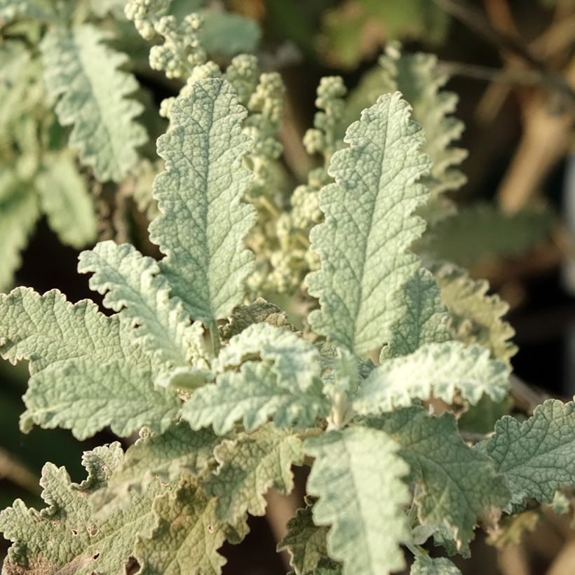 Buddleia glomerata Silver Service - Arbre aux papillons  (Feuillage)
