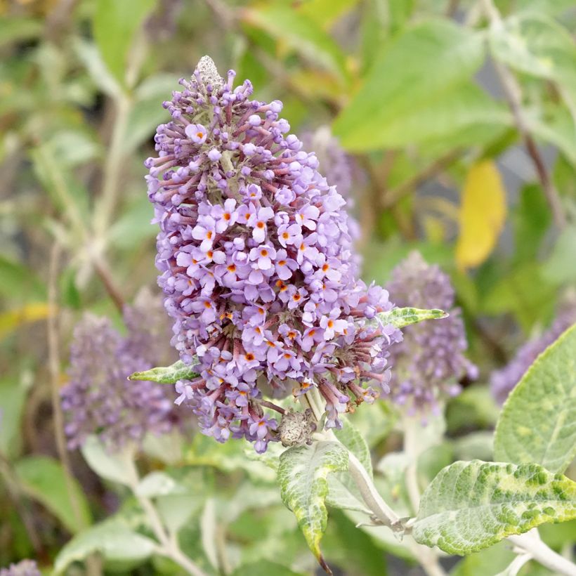 Buddleia Lochinch - Arbre aux papillons (Floraison)