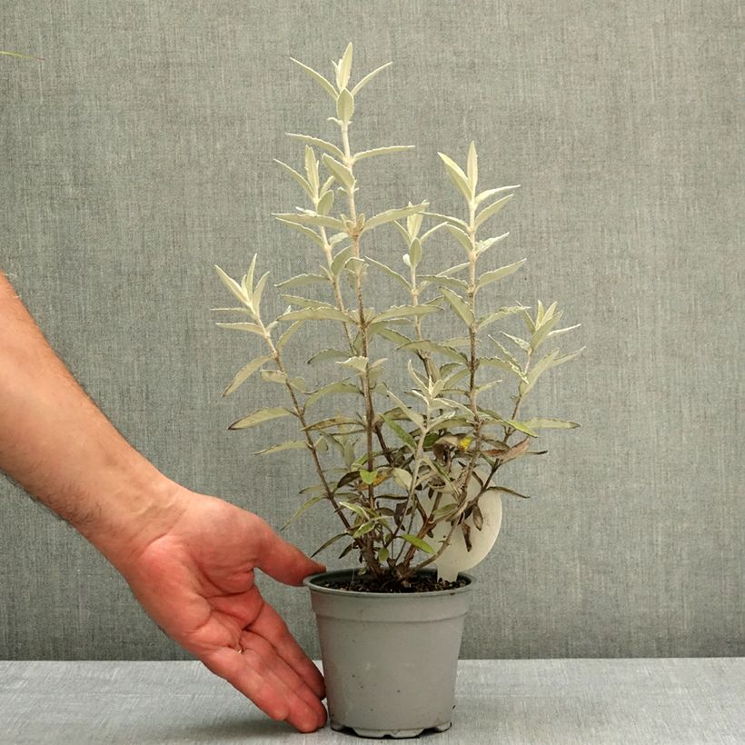 Spécimen de Buddleia Silver Anniversary - Arbre aux papillons Pot de 12 cm / 13 cm tel que livré au printemps