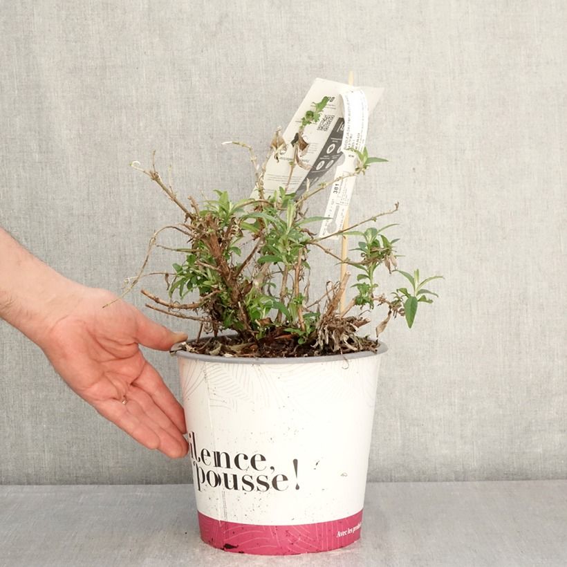 Spécimen de Buddléia Tiny Buddy White - Arbre aux papillons nain Pot de 4L/5L tel que livré au printemps