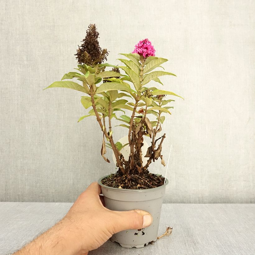 Spécimen de Buddleja Butterfly Candy Little Cerise - Arbre aux papillons nain Pot de 12 cm / 13 cm tel que livré en été