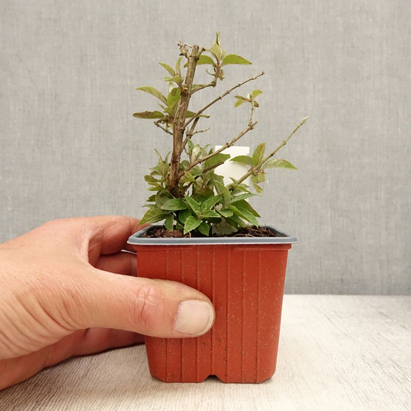 Spécimen de Buddleja davidii Butterfly Candy Lila Sweetheart - Arbre aux papillons nain Godet de 8/9 cm tel que livré au printemps