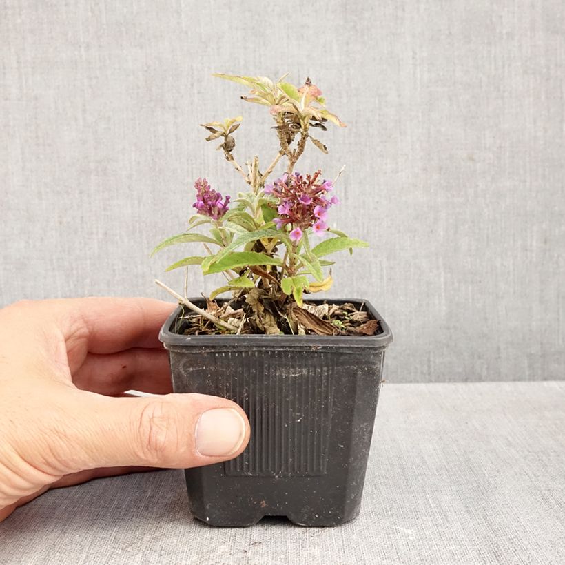 Spécimen de Buddleja davidii Butterfly Candy Little Lila - Arbre aux papillons nain Godet de 8/9 cm tel que livré en automne
