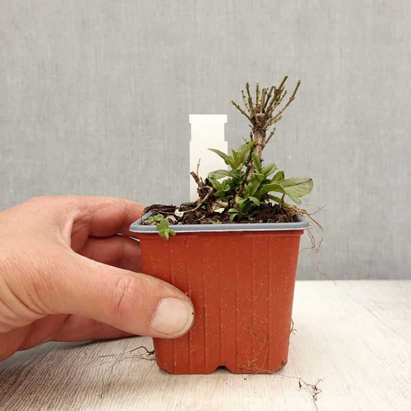 Example of Buddleja davidii Butterfly Candy Little Lila - Arbre aux papillons nain Godet de 8/9 cm as you get in printemps