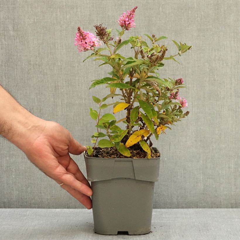 Spécimen de Buddleja davidii Butterfly Candy Little Pink - Arbre aux papillons nain Pot de 2L/3L tel que livré en été