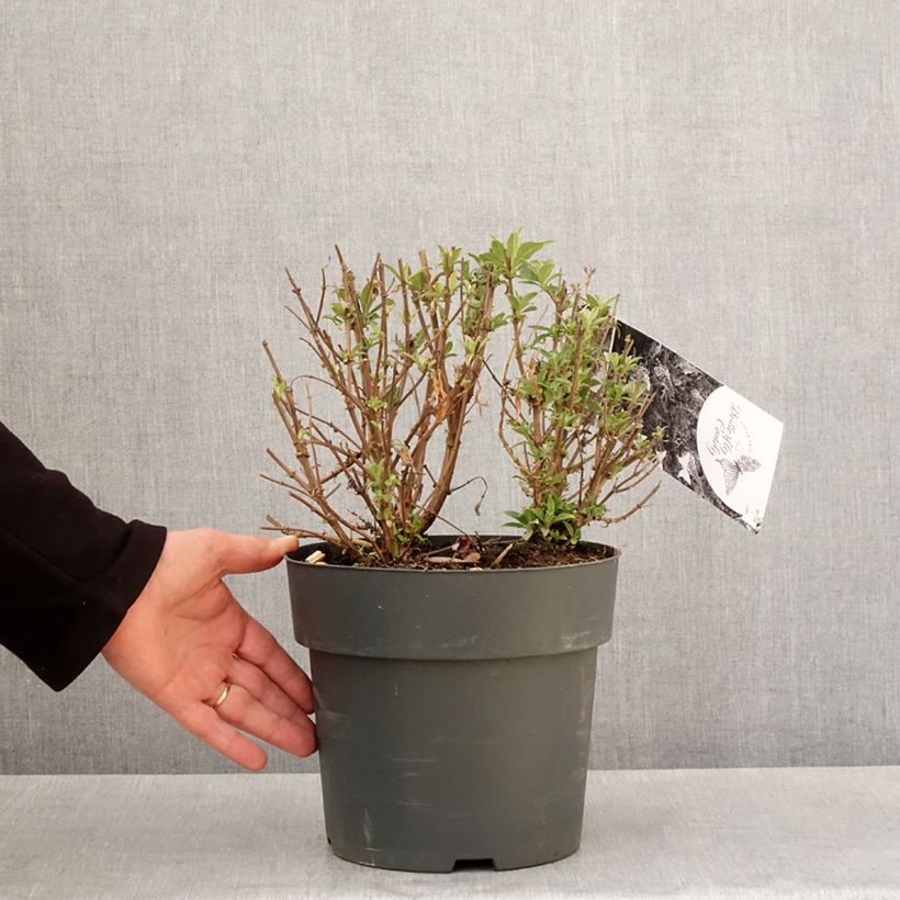 Spécimen de Buddleja davidii Butterfly Candy Trio Little Purple, Litttle Pink, Little Lila - Arbres aux papillons nains  Pot de 4L/5L tel que livré au printemps