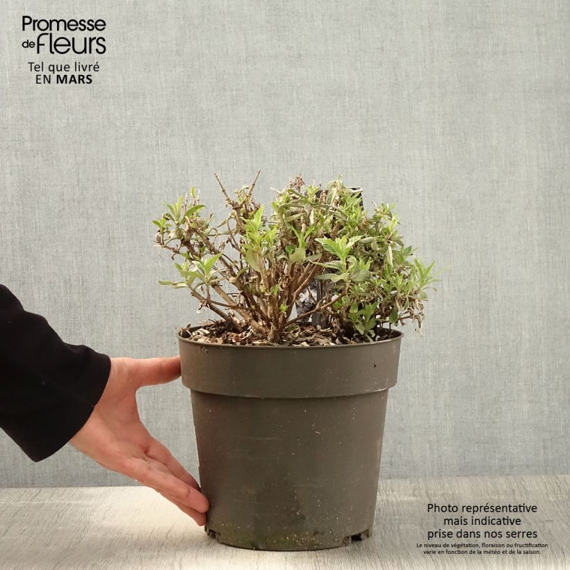 Spécimen de Buddleja davidii Butterfly Candy Trio Little Sweetheart, White, Little Ruby - Arbres à papillons nains Pot de 4L/5L tel que livré au printemps