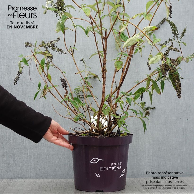 Spécimen de Buddleja davidii Groovy Grape - Arbre à papillons Pot de 7,5L/10L tel que livré en automne