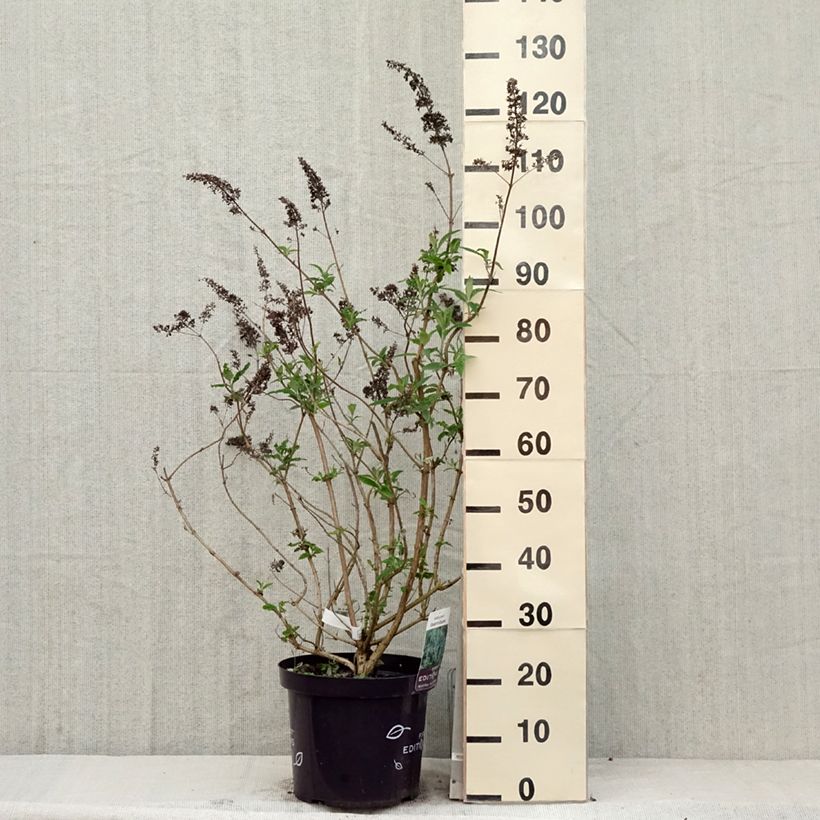 Spécimen de Buddleja davidii Groovy Grape - Arbre à papillons Pot de 7,5L/10L tel que livré au printemps