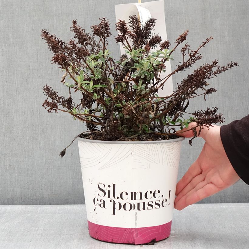 Spécimen de Buddleja davidii Tiny Buddy Hot Pink - Arbre aux papillons nain Pot de 4L/5L tel que livré en hiver