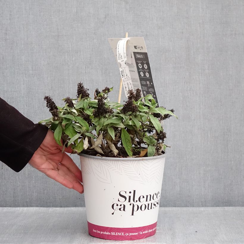 Spécimen de Buddleja davidii Tiny Buddy Violet - Arbre aux papillons nain Pot de 4L/5L tel que livré en hiver