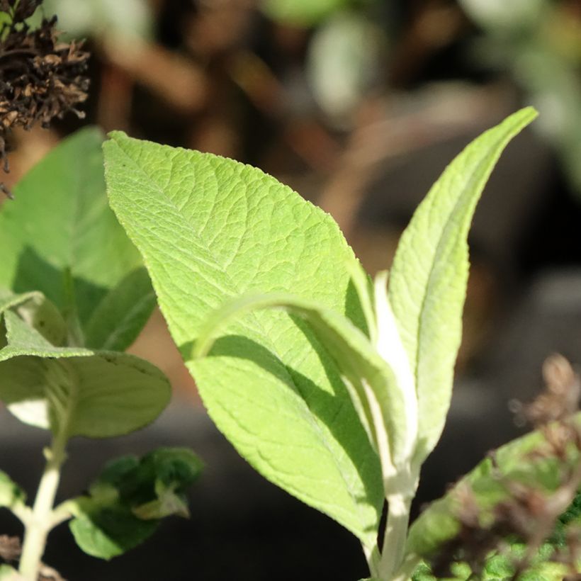 Buddleja Funky Fuchsia - Arbre aux papillons (Feuillage)