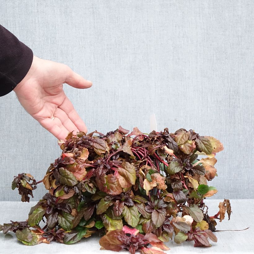 Spécimen de Bugle rampante - Ajuga reptans Atropurpurea Pot de 2L/3L tel que livré en automne