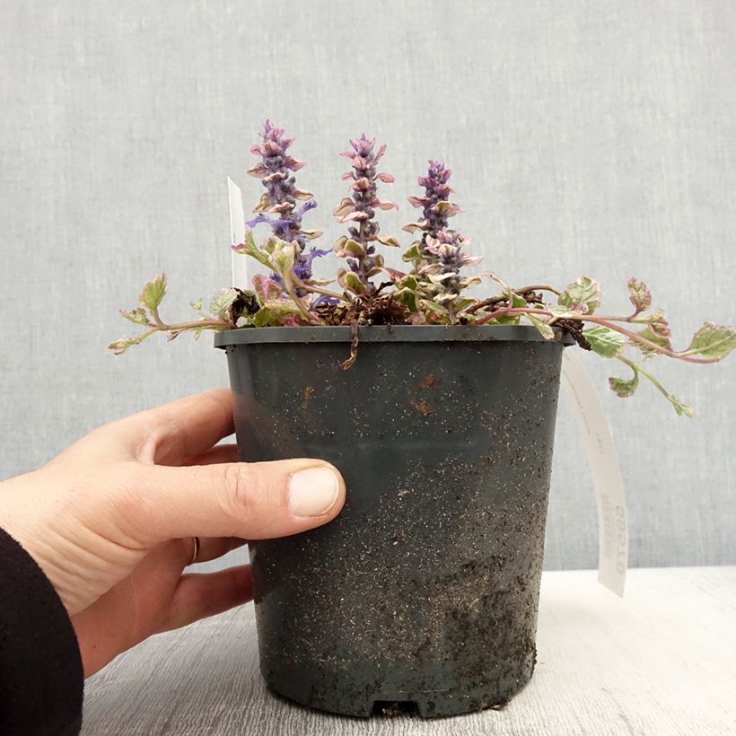 Spécimen de Bugle rampante - Ajuga reptans Burgundy Glow Pot de 2L/3L tel que livré au printemps